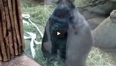 Gorilla teaches 3-year-old girl to give the finger